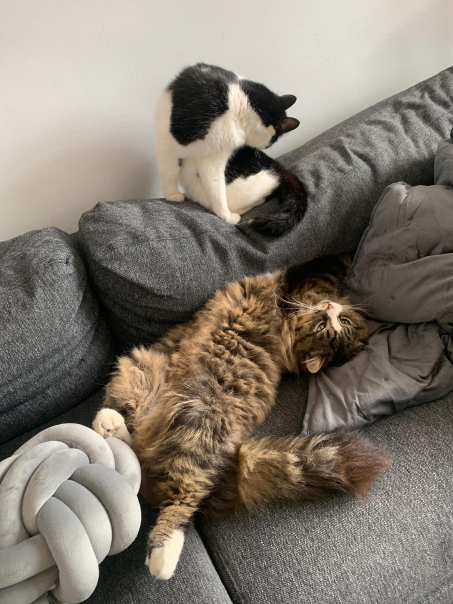 Wake Up With 2 Cats On Your Face Dublin Exterior photo