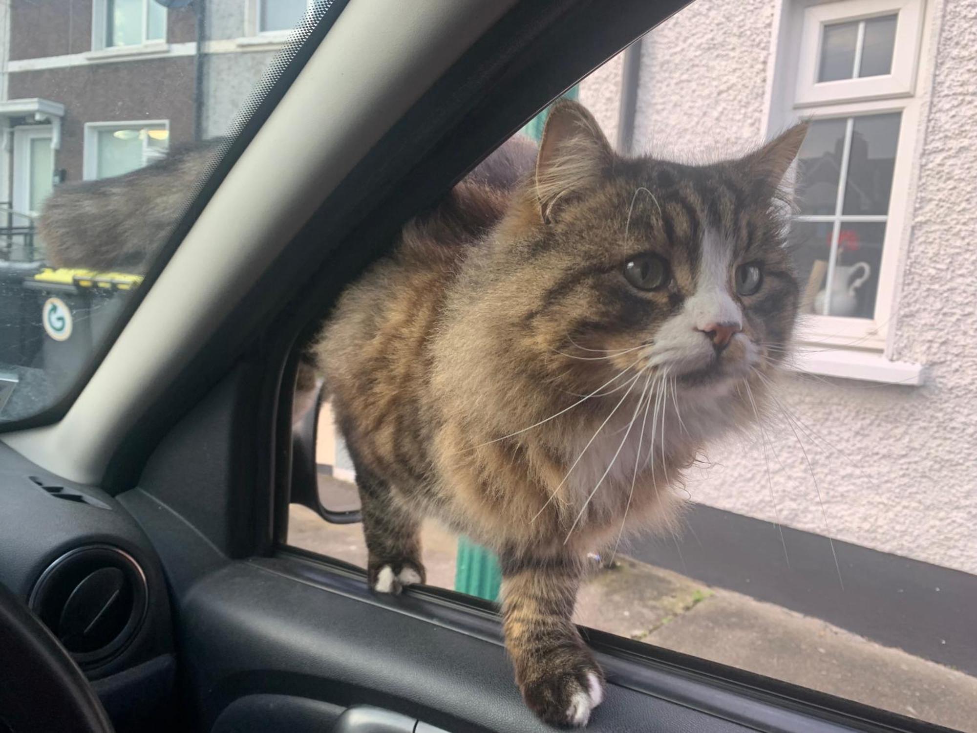 Wake Up With 2 Cats On Your Face Dublin Exterior photo