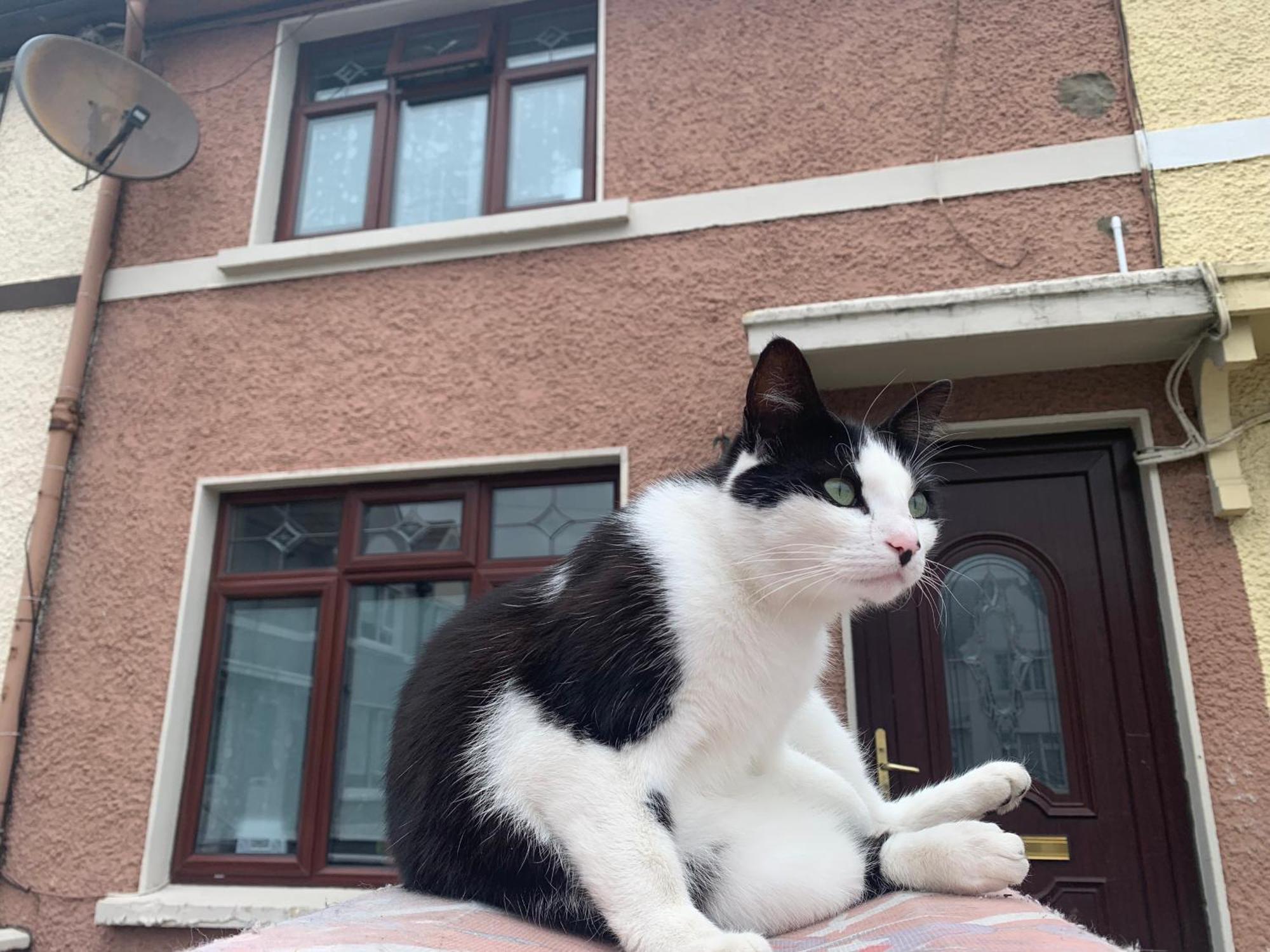 Wake Up With 2 Cats On Your Face Dublin Exterior photo