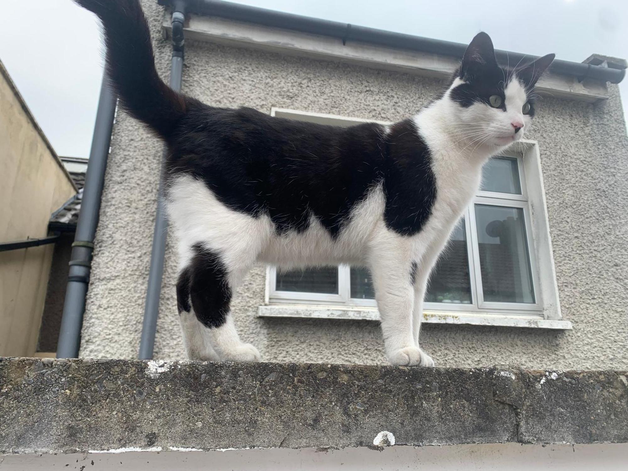 Wake Up With 2 Cats On Your Face Dublin Exterior photo